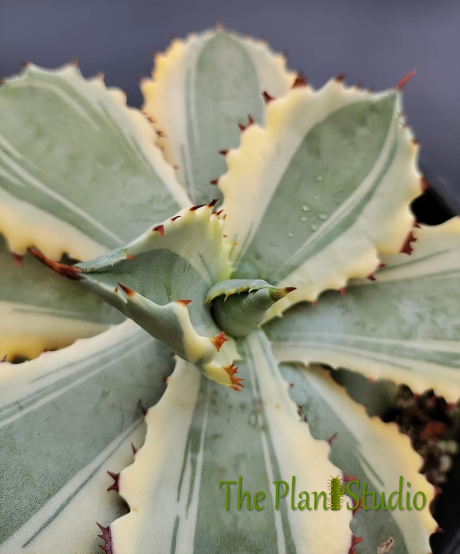 Thumbnail: Agave isthmensis 'Kabutogani' marginata (specimen size)