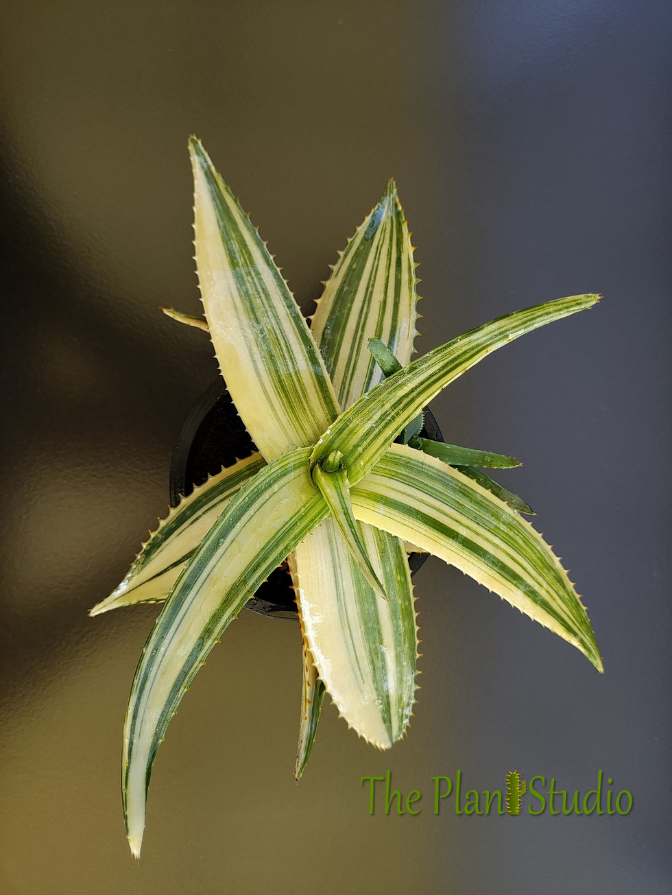Thumbnail: Aloe maculata (syn Aloe saponaria) variegated