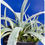 Thumbnail: Agave palmeri 'Kutsgen No Mai Ogi' variegated (with 6 offsets)