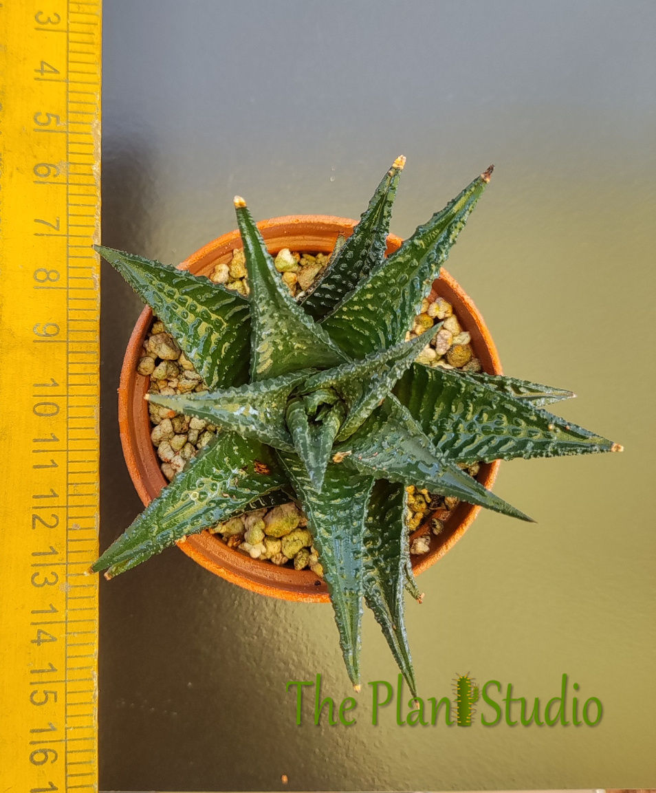 Thumbnail: Haworthia limifolia var. nigra