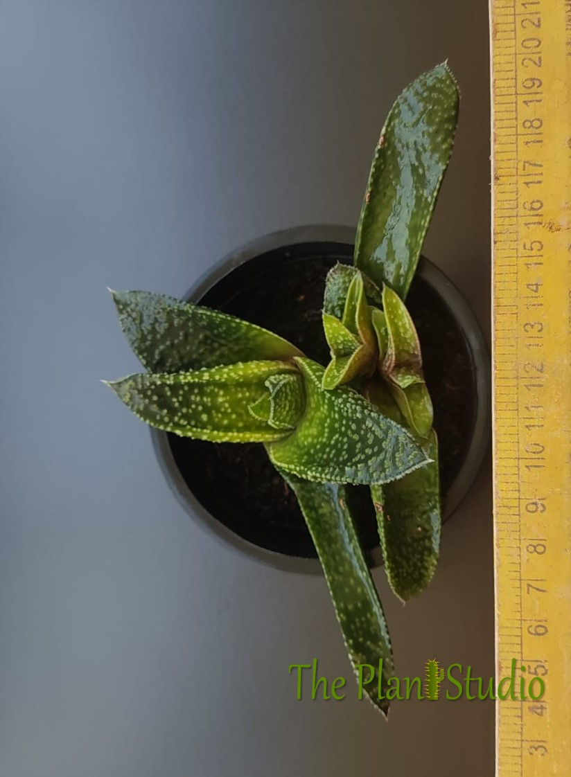 Thumbnail: x Gasteraloe 'Green Gold' (3 plants)