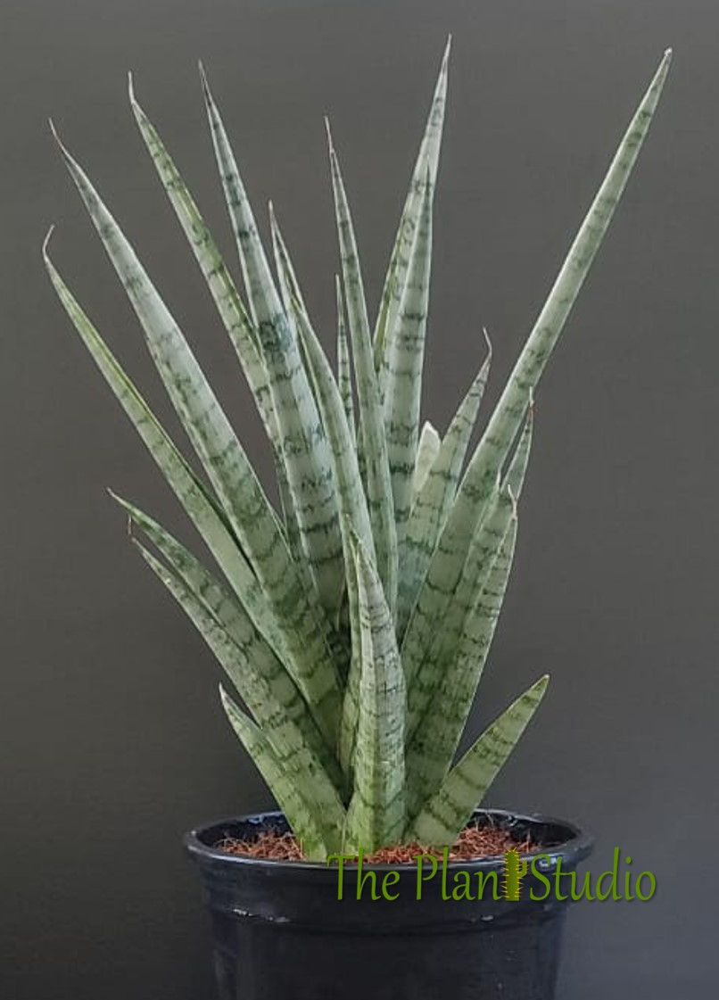 Thumbnail: Sansevieria hybrid 'Galaxy' specimen size (about 1 feet tall)