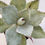 Thumbnail: Agave pygmae 'Dragon Toes' specimen size