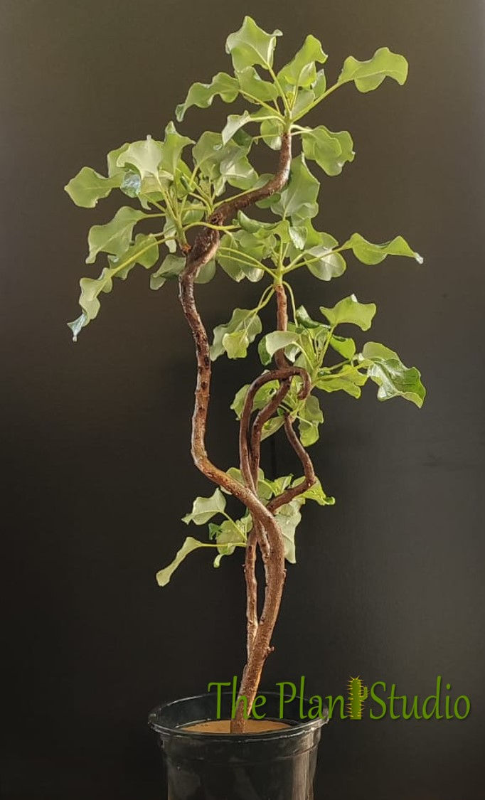 Thumbnail: Uncarina stellulifera (big size - multiple branches, blooming stage)