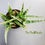 Thumbnail: 4 x Sansevieria hybrid 'Crocodile Rock' (huge clump)