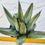 Thumbnail: Agave ferdinandi-regis (King agave)  specimen size