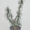 Thumbnail: Euphorbia rossii hybrid (specimen size)