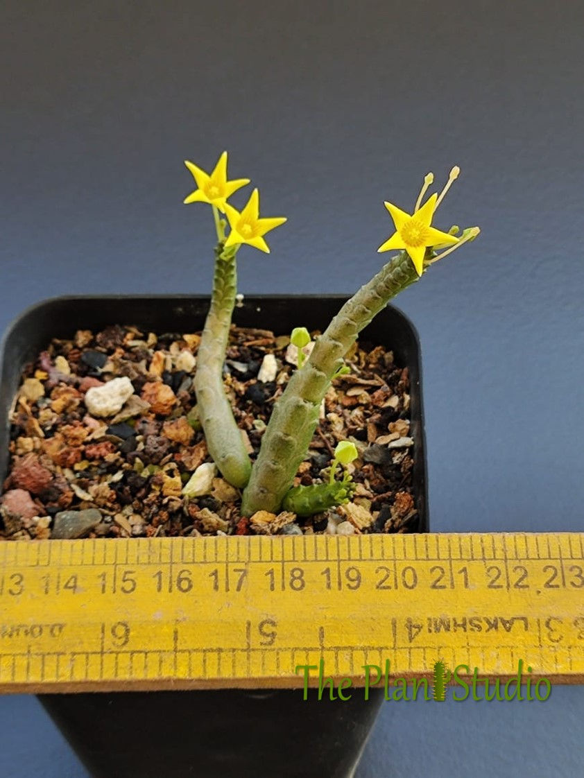 Thumbnail: Socotrella dolichocnema (extremely rare in cultivation)