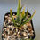 Thumbnail: Haworthia marginata hybrid