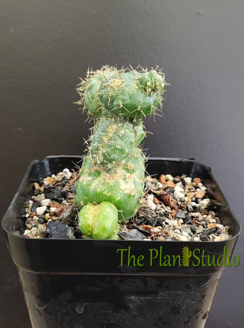 Thumbnail: Gymnocalycium baladianum stacker+monstrose+crestate