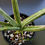 Thumbnail: Sansevieria downsii 'All Night Star'