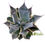Thumbnail: Agave potatorum 'Tradewinds'  (big size)