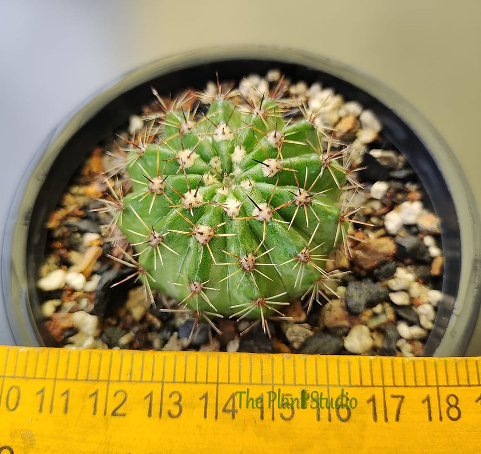 Thumbnail: Echinopsis hybrid 'Galaxy
