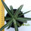 Thumbnail: Agave lechuguilla