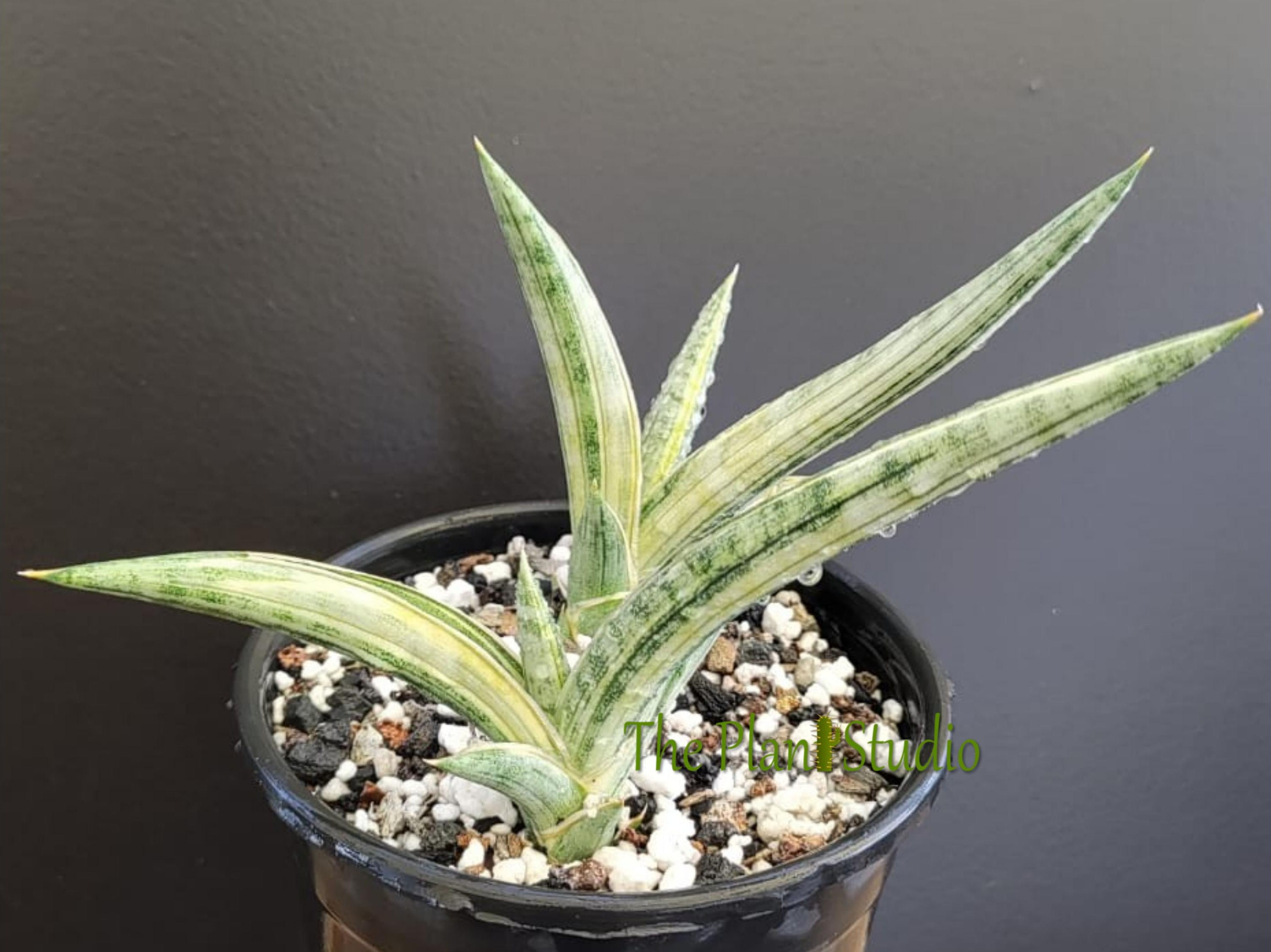 2 x Sansevieria suffruticosa 'Blue Clone' white variegated