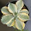 Thumbnail: Agave isthmensis 'Kabutogani' marginata (specimen size)