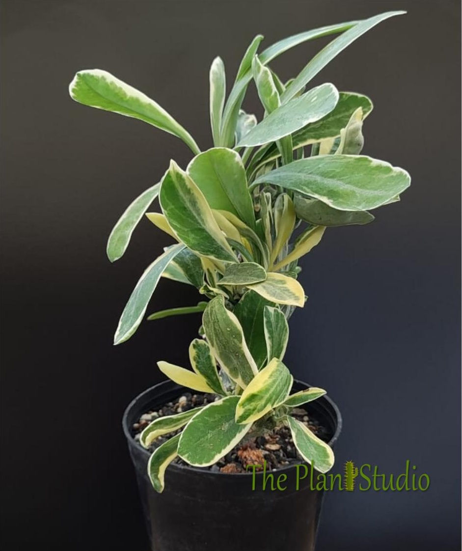 Thumbnail: Euphorbia neriifolia crest white variegated (big plant)