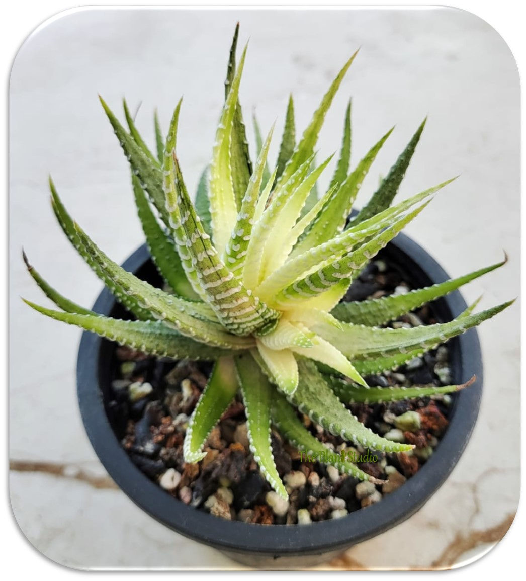 Haworthia fasciata 'Alba'