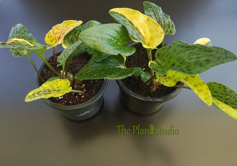 Thumbnail: Drimpiosis maculata variegated (2 pots - 5 bulbs each pot)