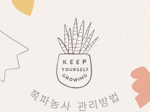 쪽파농사 어떻게 시작할까? 초보 농업인을 위한 쪽파 재배 방법과 수익성 총정리