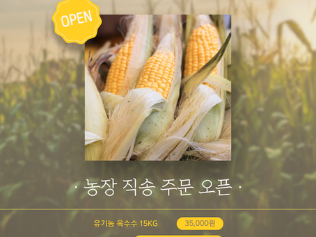 찰옥수수농사 재배 방법 총정리 | 초보 농업인을 위한 찰옥수수농사 가이드