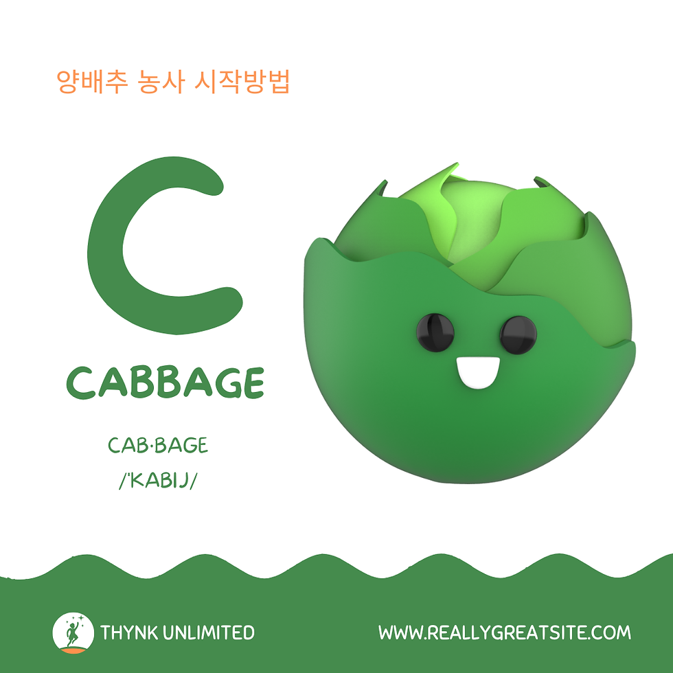 양배추농사