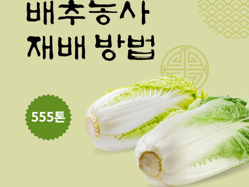 배추농사 어떻게 시작할까? 초보 농업인을 위한 배추 재배 방법과 수익성 총정리