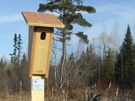 Habitat Enhancement on the Trail
