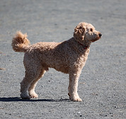 A fluffy doodle dog standing in a gravel field.