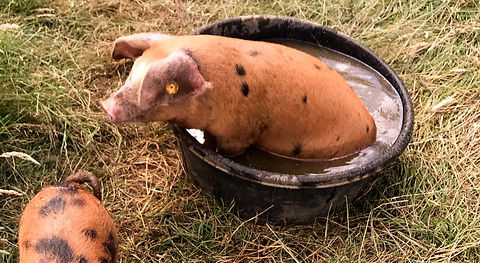 piggs%2520(1)_edited_edited.jpg
