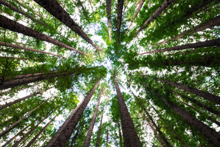 From Little Acorns, Great Oaks Grow...