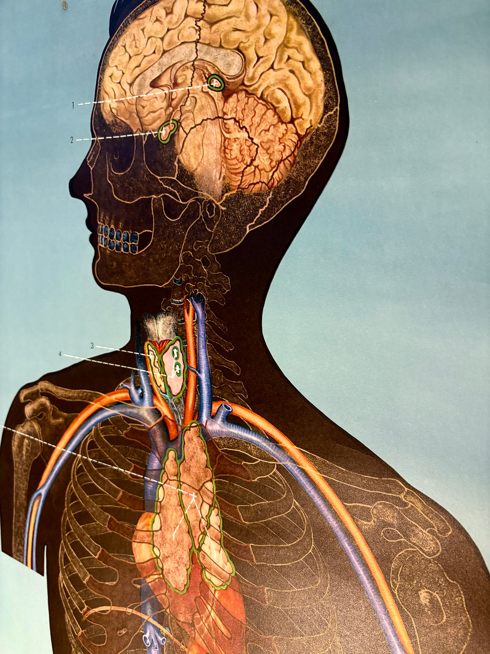 Thumbnail: Anatomical Poster c.1958