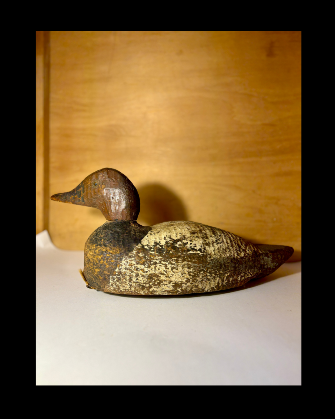 Canvasback Duck Decoy