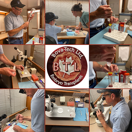 Bovine In-Vitro oocyte collection available in-clinic