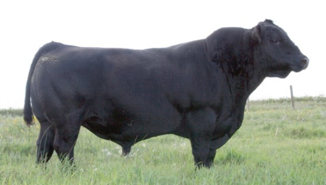 OCC Tremendous 619T Sire