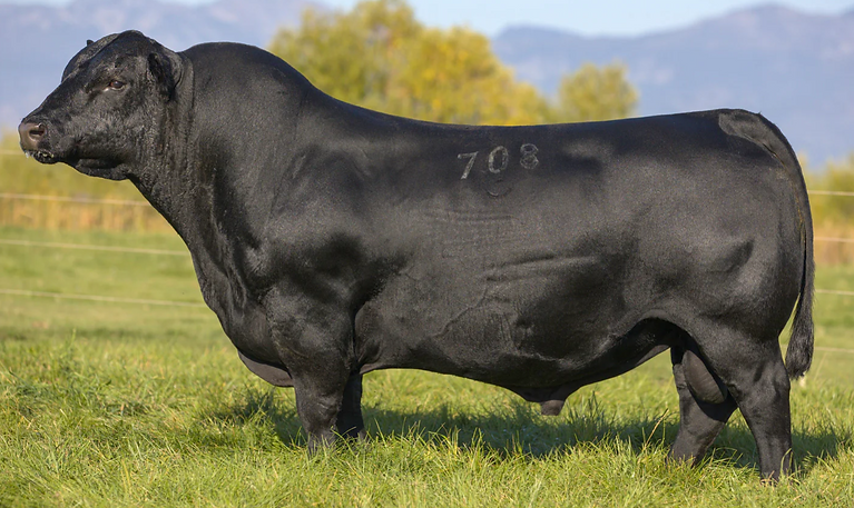 Coleman Resource 708 Sire