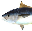 Tonno Big-Eye.jpg