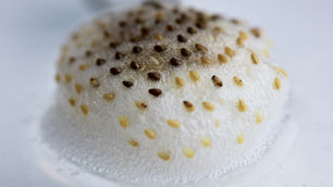 Micro Lens Experiment, 2020