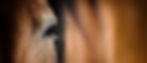 AdobeStock_67589520.jpeg