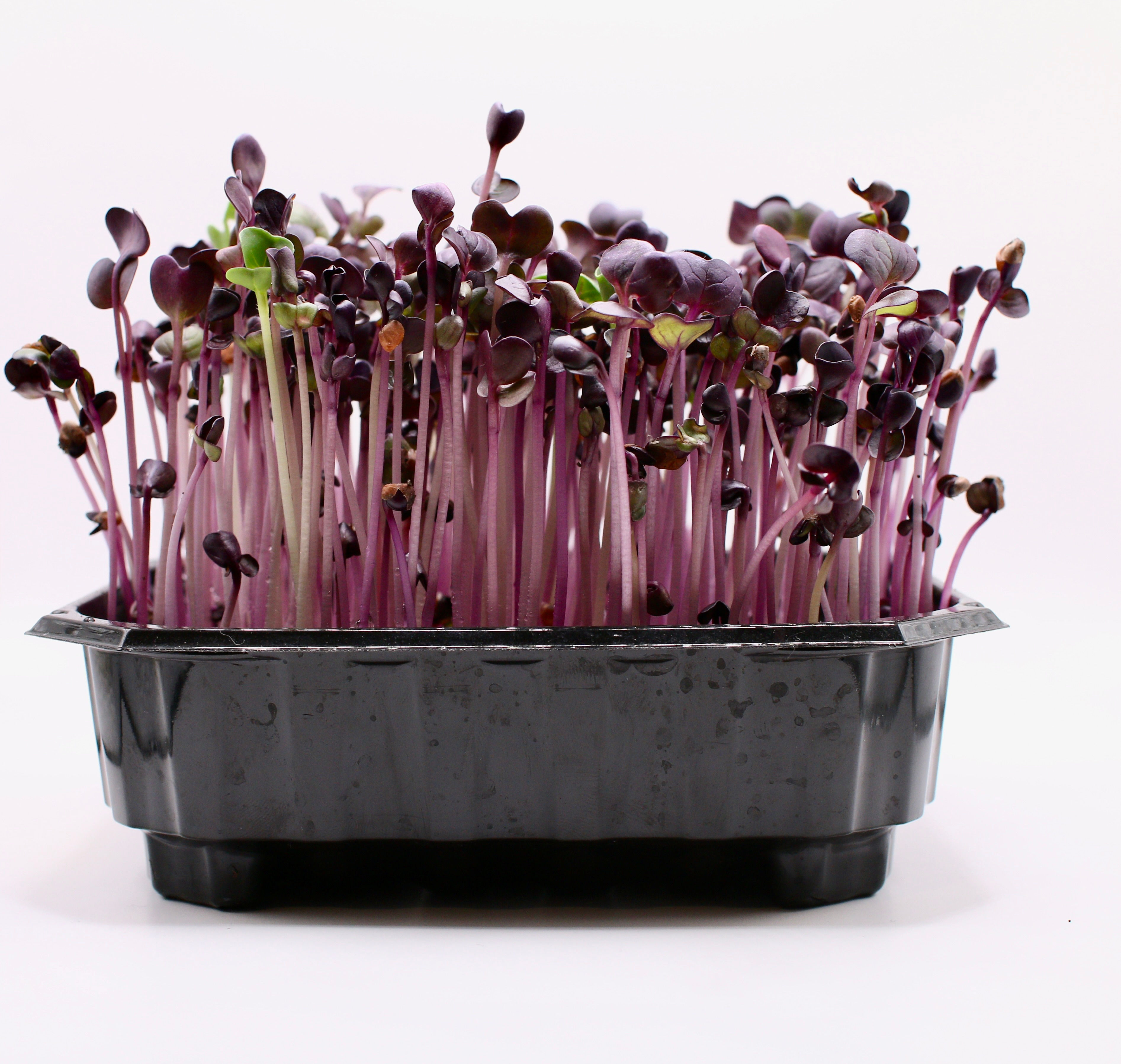 Microgreens Radieschen rot