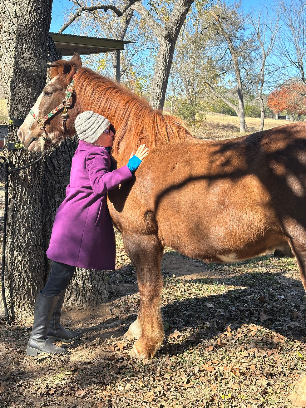 Close-up view of a horse’s head in a peaceful outdoor setting