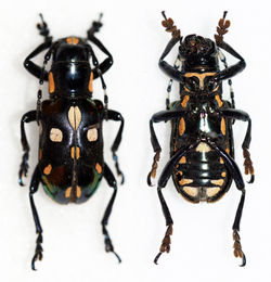 Acronia (Mimacronia) decimaculata