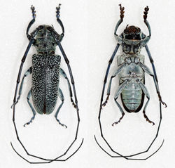 Monochamus guerryi