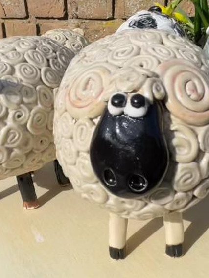 sheep.jpg