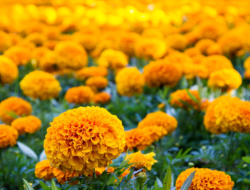 Marigold.jpg