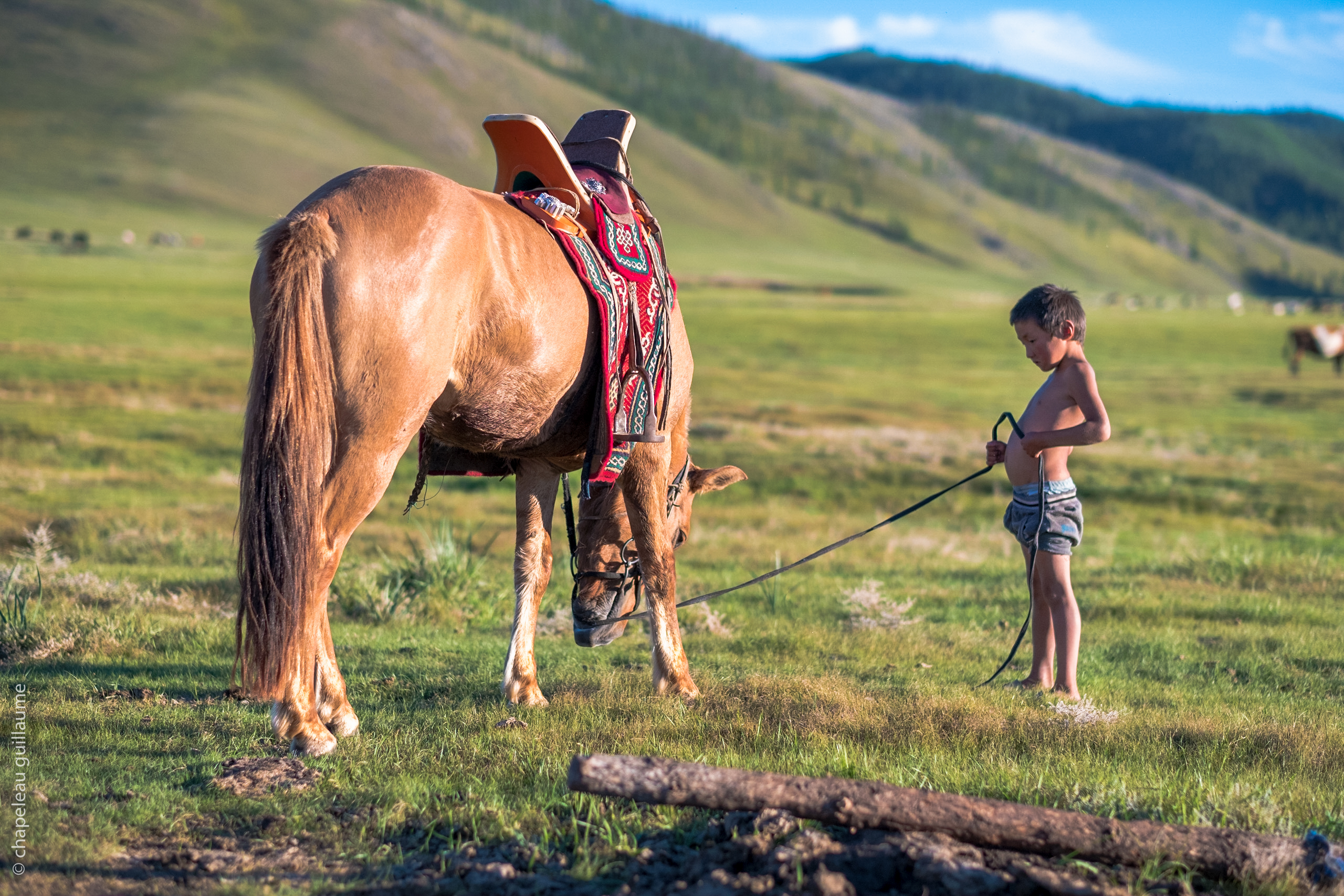 Horse
