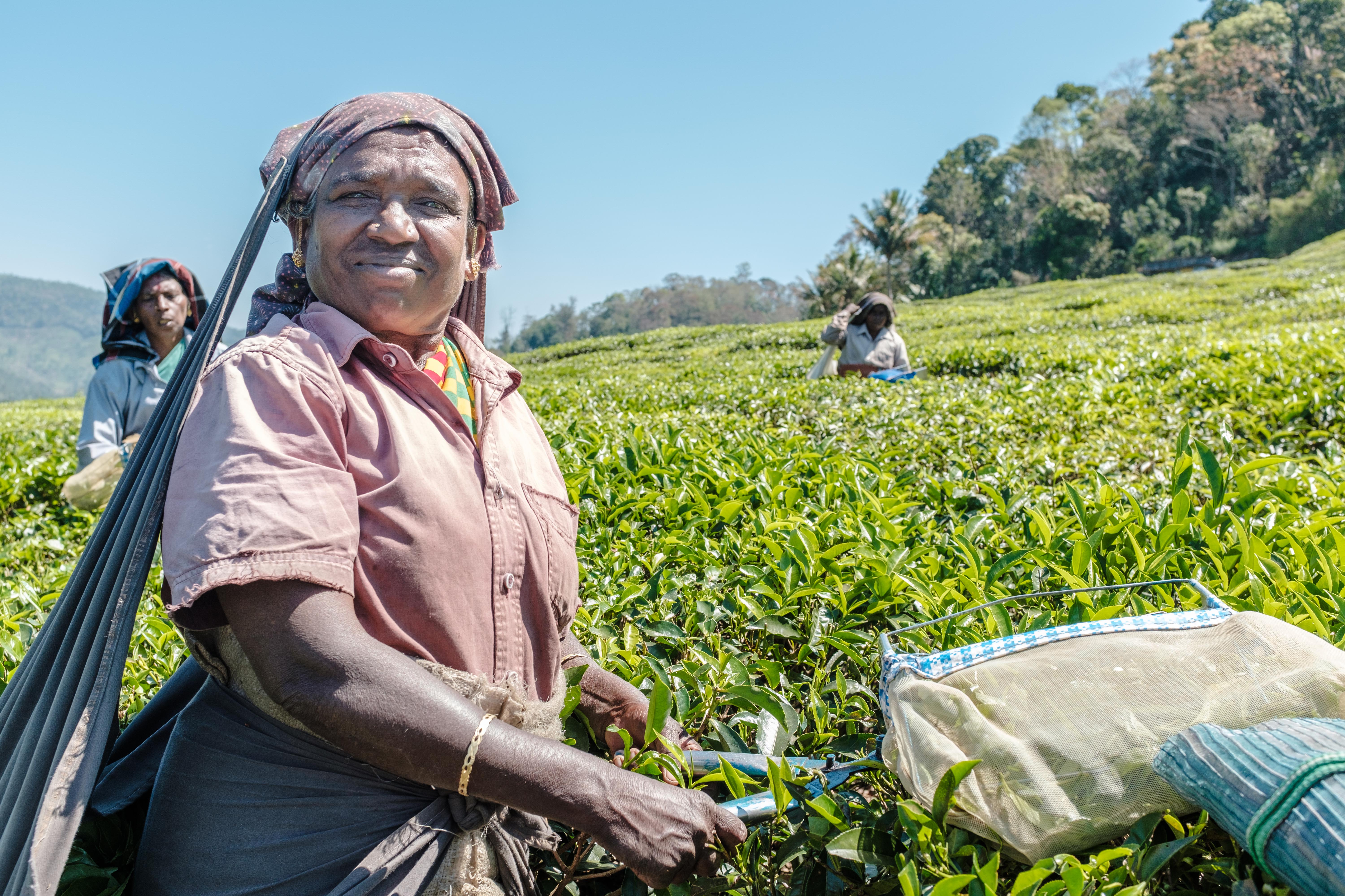 Tea plantation