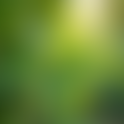 Tree Care Tips: Maintain Your Trees' Health Year-Round