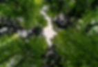 forest-3409907_1280.jpg