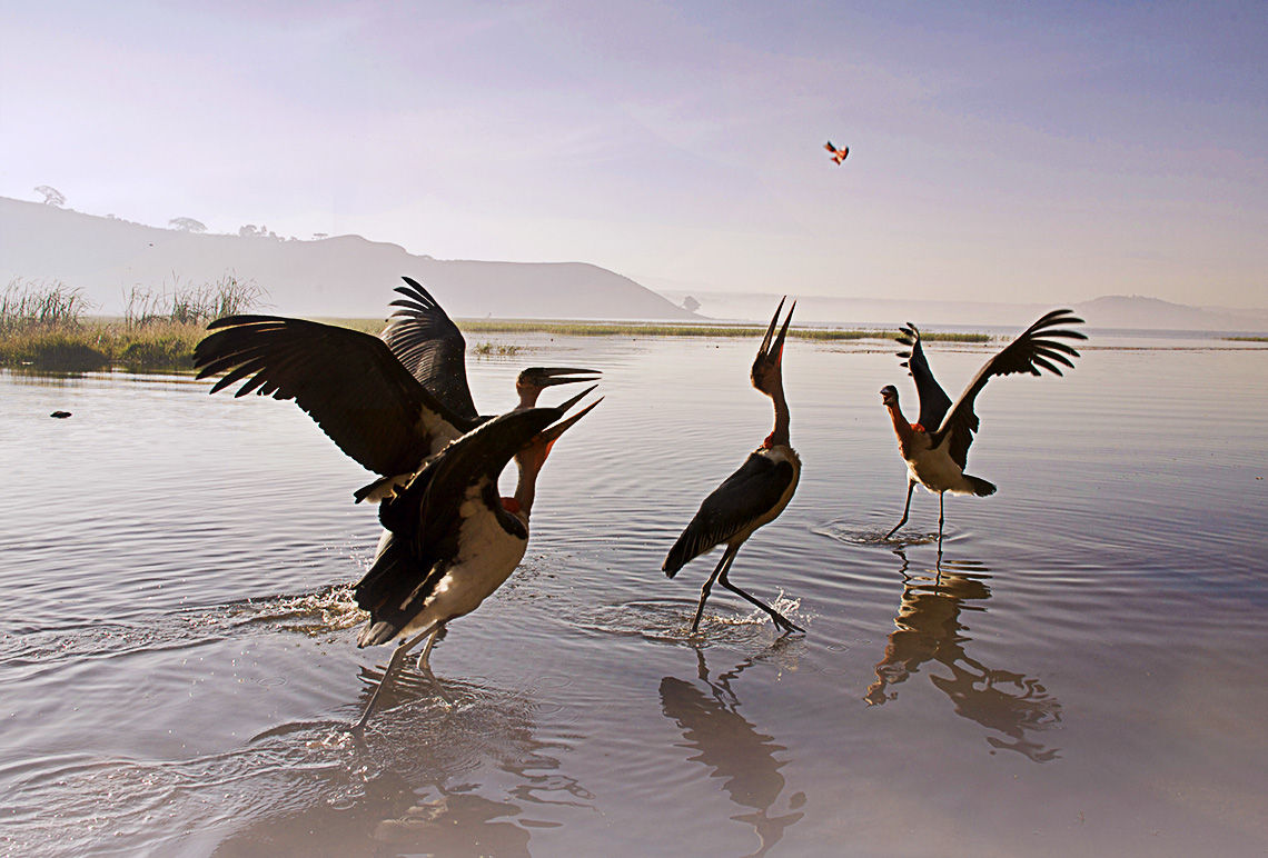 ethiopia africa lake alaska birds tranquil travel suzanne porter art photo photography colour deco